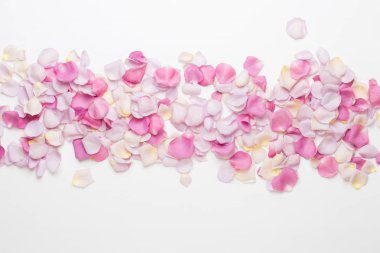 Beyaz arka planda pembe gül yaprakları. Düz yatış, üst görünüm
