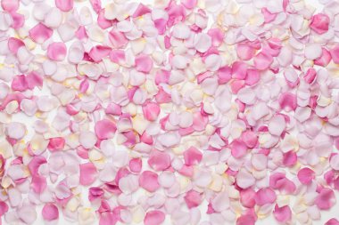 Beyaz arka planda pembe gül yaprakları. Düz yatış, üst görünüm