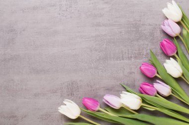 Bahar tebrik kartı, gri arka plan üzerinde pembe renk laleler.