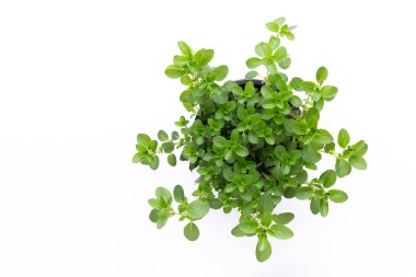 Beyaz arkaplanda izole edilmiş taze yeşil baharatlar, üst görünüm.