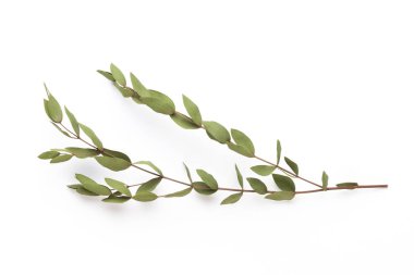 Beyaz arka planda kurumuş çiçekler. Düz yatış, üst görünüm.