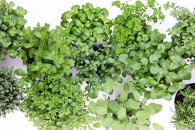 Beyaz arkaplanda izole edilmiş taze yeşil baharatlar, üst görünüm.