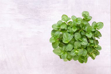 Beyaz arkaplanda izole edilmiş taze yeşil baharatlar, üst görünüm.