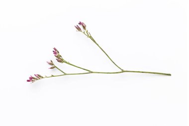 Beyaz arka planda kurumuş çiçekler. Düz yatış, üst görünüm.