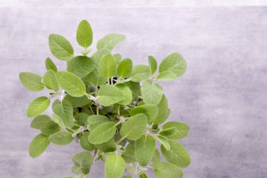 Beyaz arka plan üzerinde izole Ada çayı ot. Üstten Görünüm. Düz pat yatıyordu