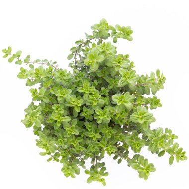 Beyaz arkaplanda izole edilmiş taze yeşil baharatlar, üst görünüm.