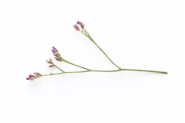 Gedroogde bloemen op witte achtergrond. Vlakke lay, bovenaanzicht. — Stockfoto