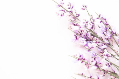 Çiçek kompozisyon. Pembe çiçekler pembe bir arka plan üzerinde. Paskalya, sp