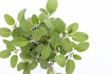 Beyaz arka plan üzerinde izole Ada çayı ot. Üstten Görünüm. Düz pat yatıyordu