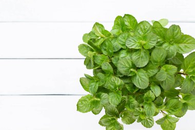 Beyaz arkaplanda izole edilmiş taze yeşil baharatlar, üst görünüm.