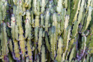 Volkanik lav kumları üzerinde büyüyen renkli kaktüs bitkiler çeşitleri