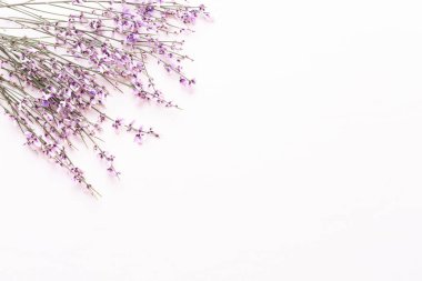 Çiçek kompozisyon. Pembe çiçekler pembe bir arka plan üzerinde. Paskalya, sp