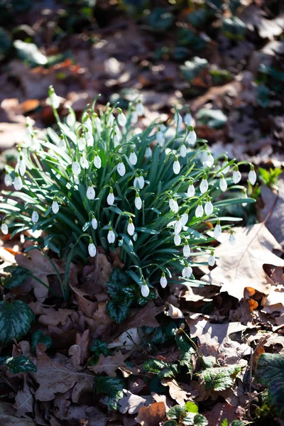 Spring flower snowdrop is the first flower in the end of winter