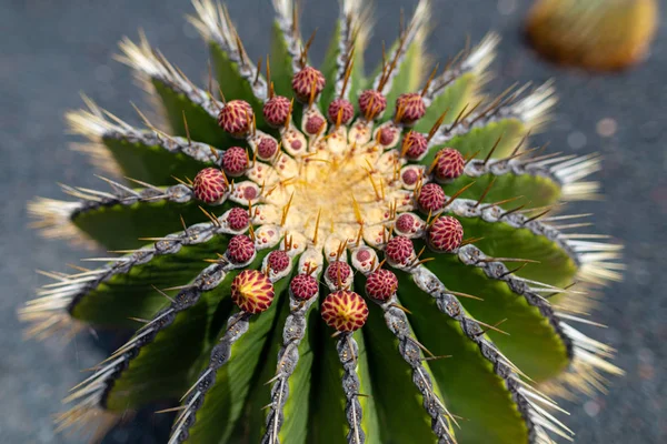 Variedades de plantas de cacto coloridas crescendo em areia de lava vulcânica s — Fotografia de Stock