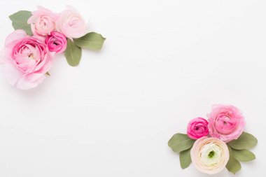 Beyaz bir arka plan üzerinde güzel renkli tipik çiçekler. Spri