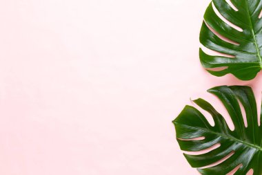 Tropikal orman üzerinde düz yüzeye peac yaprak, Monstera,