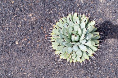 Volkanik lav kumları üzerinde büyüyen renkli kaktüs bitkiler çeşitleri
