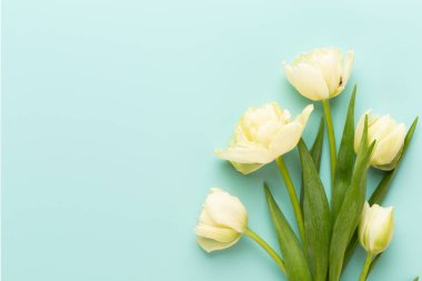 Bahar çiçekleri, pastel renkler zemin üzerine lale. Retro vintag