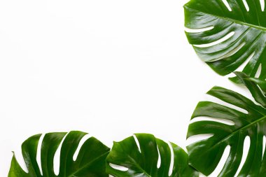 Tropikal orman düz yüzeye whit üzerinde yaprak, Monstera,