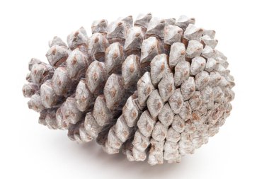 Noel çam kozalağı beyaz arka plan üzerinde. 