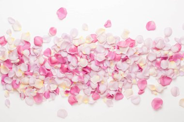 Beyaz arka planda pembe gül yaprakları. Düz yatış, üst görünüm