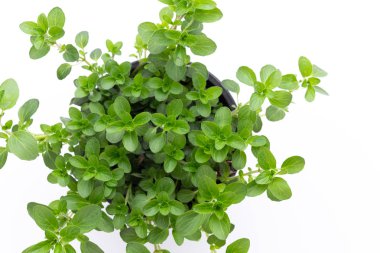 Beyaz arkaplanda izole edilmiş taze yeşil baharatlar, üst görünüm.