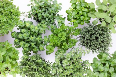 Beyaz arkaplanda izole edilmiş taze yeşil baharatlar, üst görünüm.