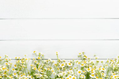 Papatya çiçek çiçek çerçeve. Düz döşeme, üst görünüm.