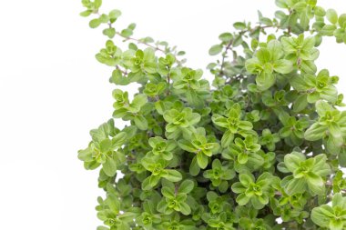 Beyaz arkaplanda izole edilmiş taze yeşil baharatlar, üst görünüm.