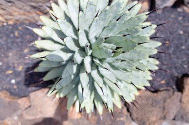 Volkanik lav kumları üzerinde büyüyen renkli kaktüs bitkiler çeşitleri