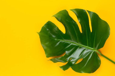 Tropikal Orman Yaprağı, Canavar, düz yüzeyde dinleniyor, bağırıyor