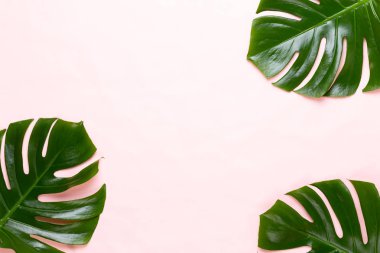 Tropikal orman üzerinde düz yüzeye peac yaprak, Monstera,