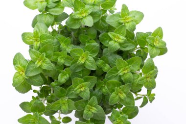 Beyaz arkaplanda izole edilmiş taze yeşil baharatlar, üst görünüm.