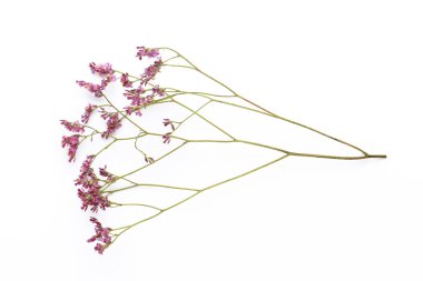 Beyaz arka planda kurumuş çiçekler. Düz yatış, üst görünüm.