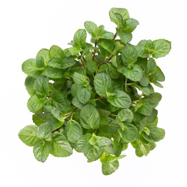 Beyaz arkaplanda izole edilmiş taze yeşil baharatlar, üst görünüm.