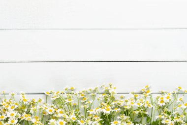 Papatya çiçek çiçek çerçeve. Düz döşeme, üst görünüm.