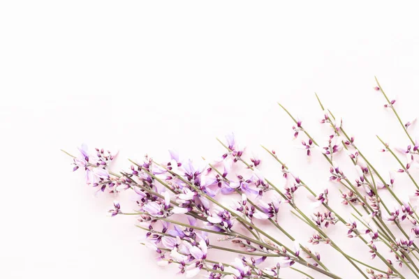 Çiçek kompozisyon. Pembe çiçekler pembe bir arka plan üzerinde. Paskalya, sp