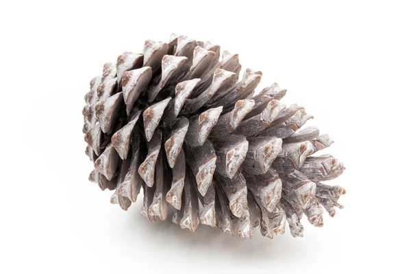 Noel çam kozalağı beyaz arka plan üzerinde. 