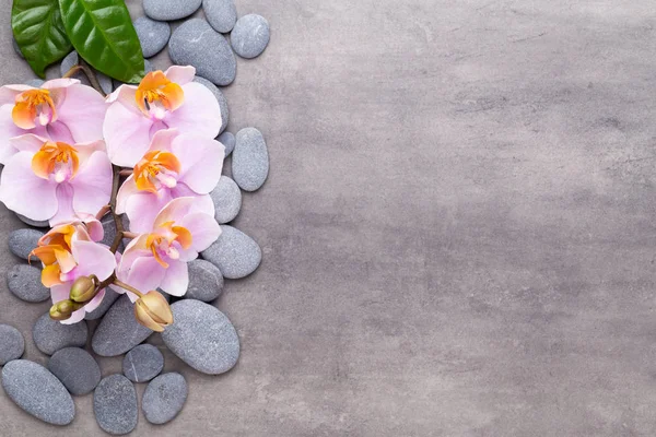 Klasik arka planda orkide çiçekleri. Spa arka planı, spa