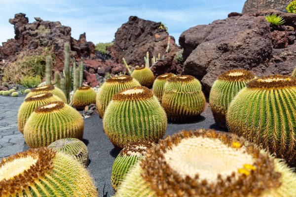 Volkanik lav kumları üzerinde büyüyen renkli kaktüs bitkiler çeşitleri
