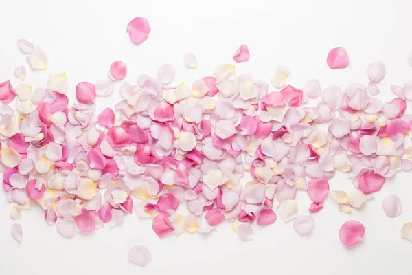 Beyaz arka planda pembe gül yaprakları. Düz yatış, üst görünüm