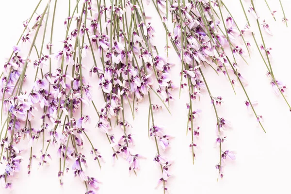 Çiçek kompozisyon. Pembe çiçekler pembe bir arka plan üzerinde. Paskalya, sp