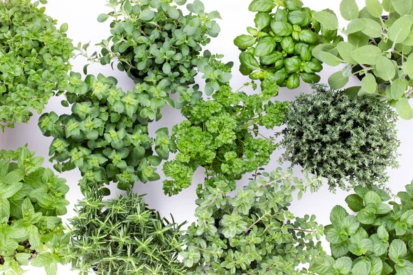 Beyaz arkaplanda izole edilmiş taze yeşil baharatlar, üst görünüm.