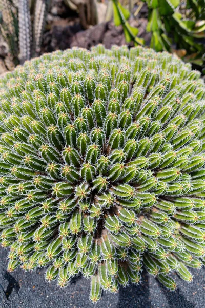 Variedades de plantas de cacto coloridas crescendo em areia de lava vulcânica s — Fotografia de Stock