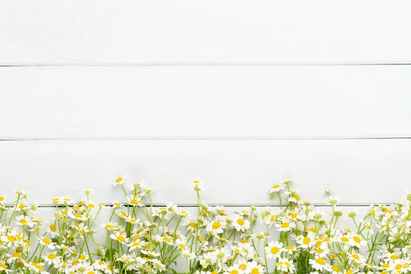 Papatya çiçek çiçek çerçeve. Düz döşeme, üst görünüm.