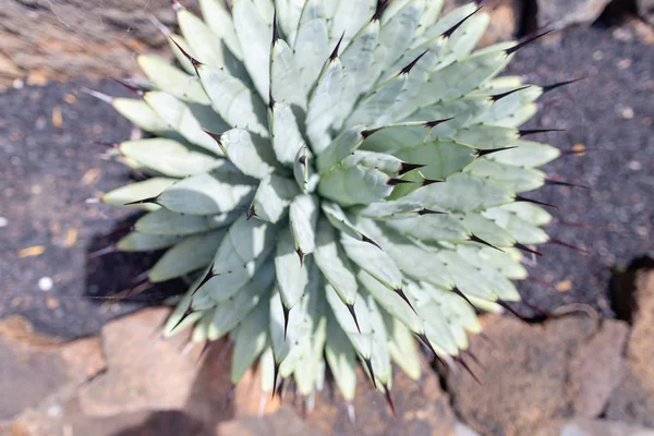 Volkanik lav kumları üzerinde büyüyen renkli kaktüs bitkiler çeşitleri