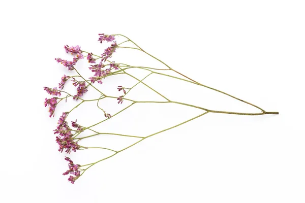 Fiori secchi su sfondo bianco. Posa piatta, vista dall'alto. — Foto Stock