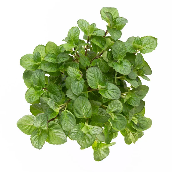 Beyaz arkaplanda izole edilmiş taze yeşil baharatlar, üst görünüm.