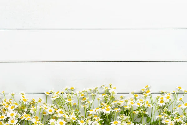 Papatya çiçek çiçek çerçeve. Düz döşeme, üst görünüm.