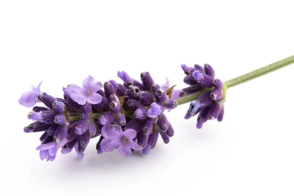 Lavendel bloemen op een witte achtergrond. — Stockfoto